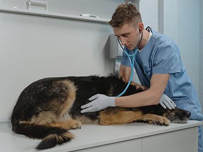 veterinary-stethoscope