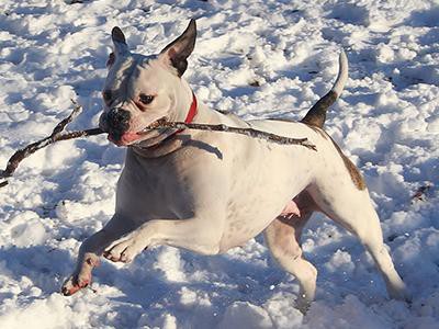 american-bulldog