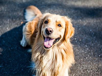 golden-retriever