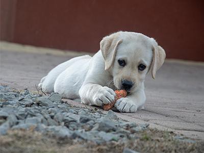 labrador