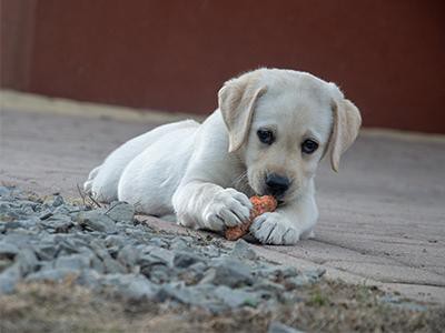 labrador