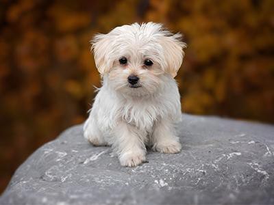 maltese-exciting-dog-breeds