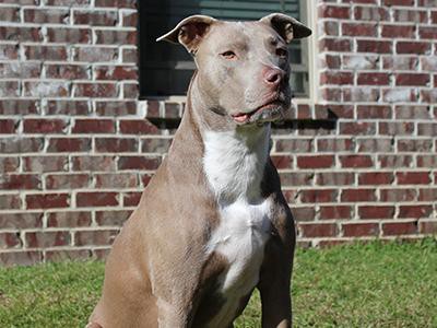 pit-bull