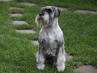 schnauzer-exciting-dog-breeds