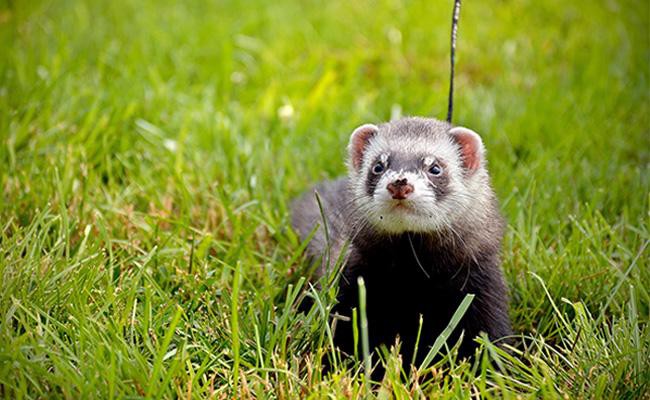 ferrets-exotic-pets