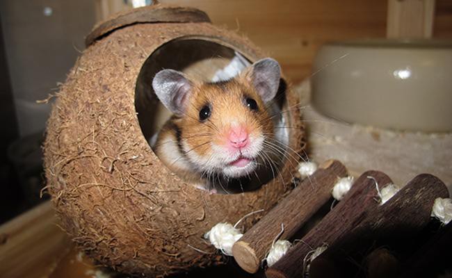 hamsters-exotic-pets