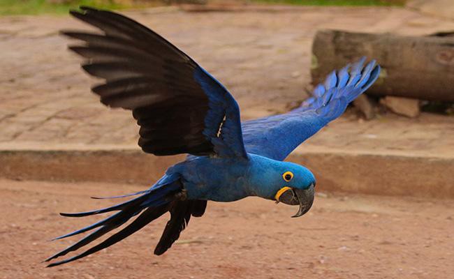 hyacinth-macaw-exotic-pets