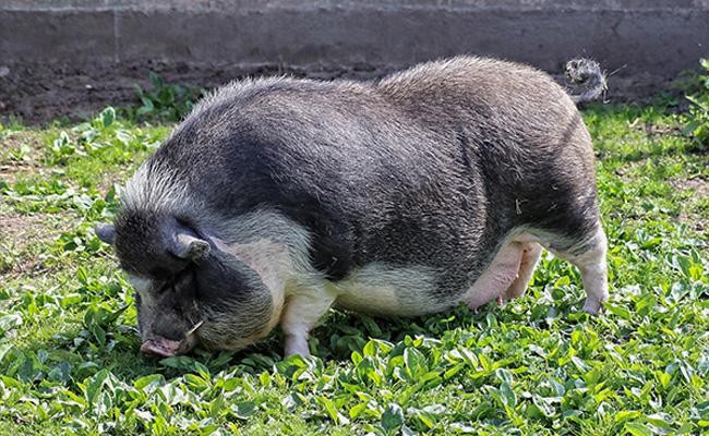 pot-bellied-pig-exotic-pets
