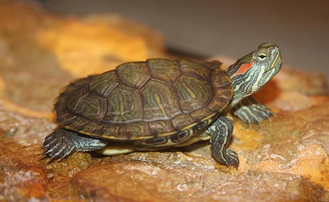 turtles-red-eared-sliders-exotic-pets