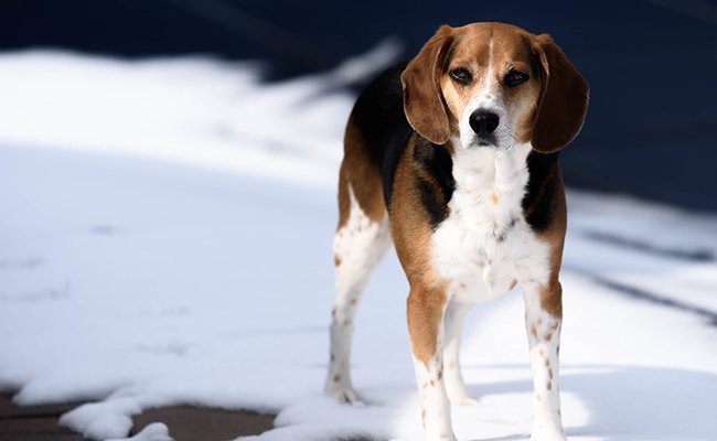 beagle-family-dogs