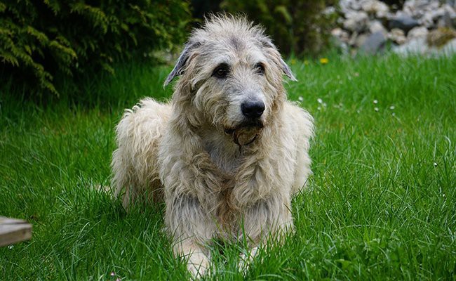 irish-wolfhound-family-dogs