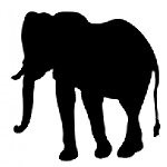 citta-the-majestic-elephant
