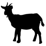 zabiyaka-goat-white-goat-of-samara