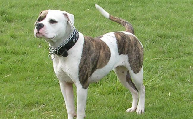 american-bulldog-fighting-dogs