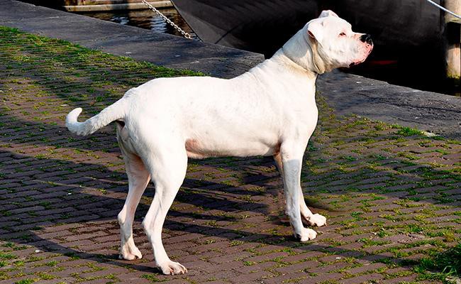 dogo-argentino-fighting-dogs