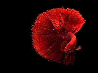 betta-fish