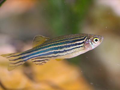 danios