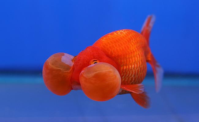 interesting-fish-pet-facts - Fish Pets