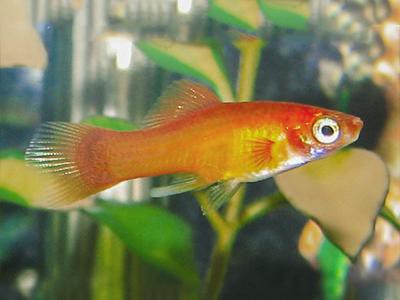 swordtails