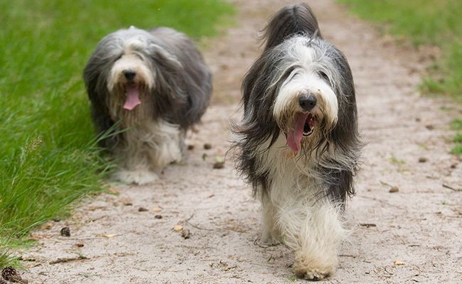 bearded-collie-fluffy-dogs
