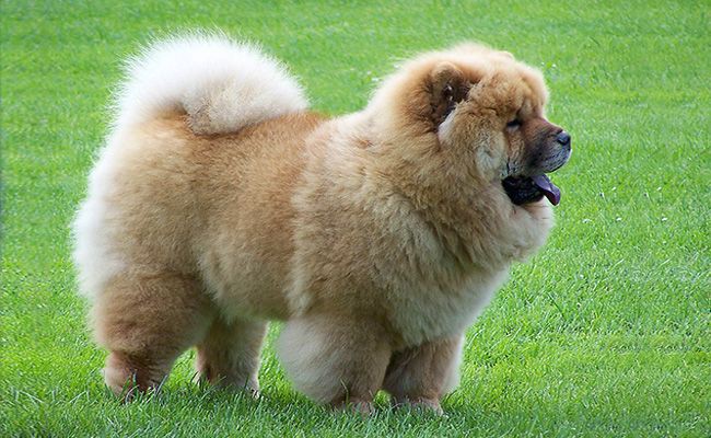 chow-chow-fluffy-dogs