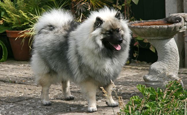 keeshond-fluffy-dogs