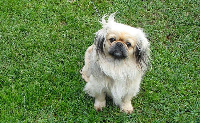 pekingese-fluffy-dogs