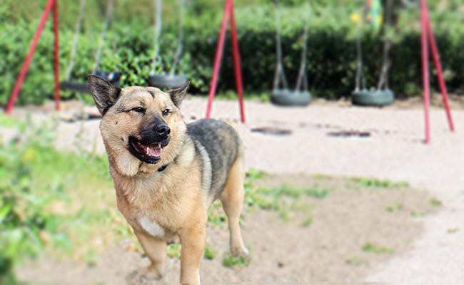 corgi-german-shepherd-mixs