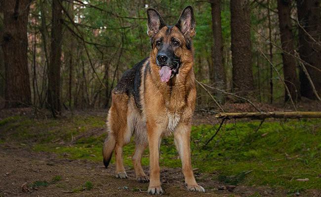 175+ Male And Female German Shepherd Names With Meanings - Petmoo