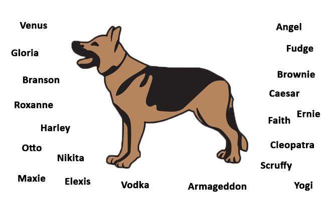 cool male german shepherd names