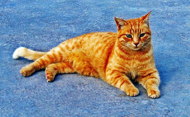 male-ginger-cat-names