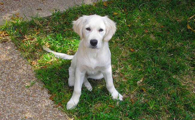 small english cream golden retriever