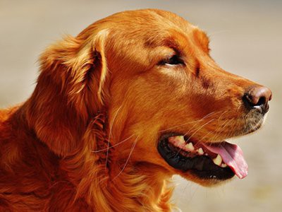 golden-retriever-allergies