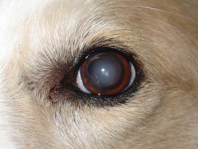 golden-retriever-cataracts