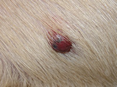 golden-retriever-hemangiosarcoma