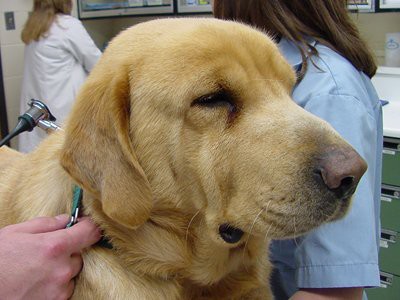 golden-retriever-hypothyroidism