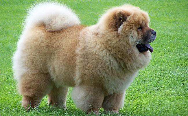 chow-chow-guard-dogs