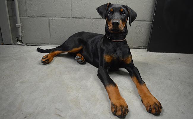 doberman-pinscher-guard-dogs