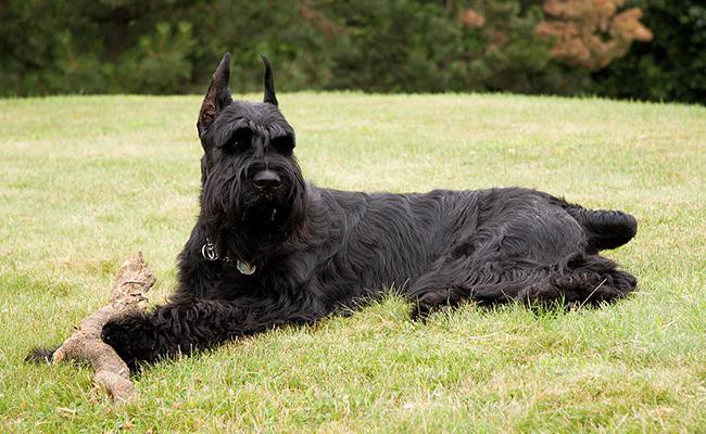 giant-schnauzer-guard-dogs