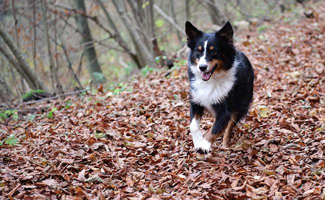 australian-shepherds-guide-dogs