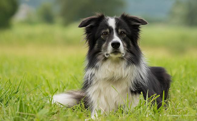 border-collies-guide-dogs