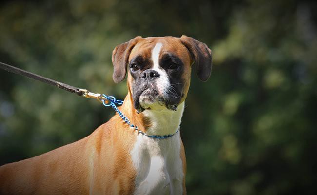 boxers-guide-dogs