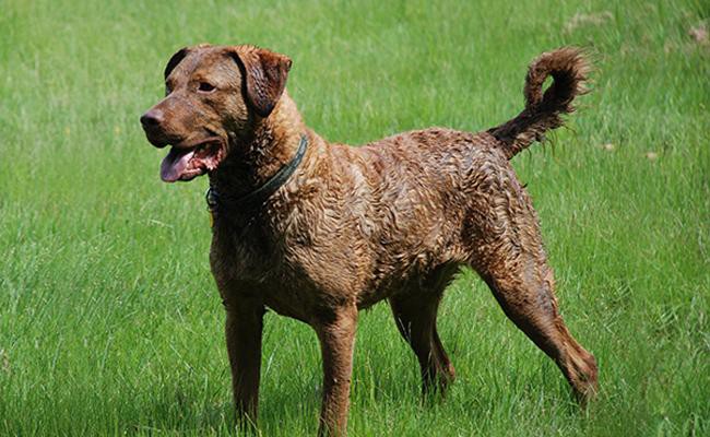 chesapeake-bay-retrievers-guide-dogs