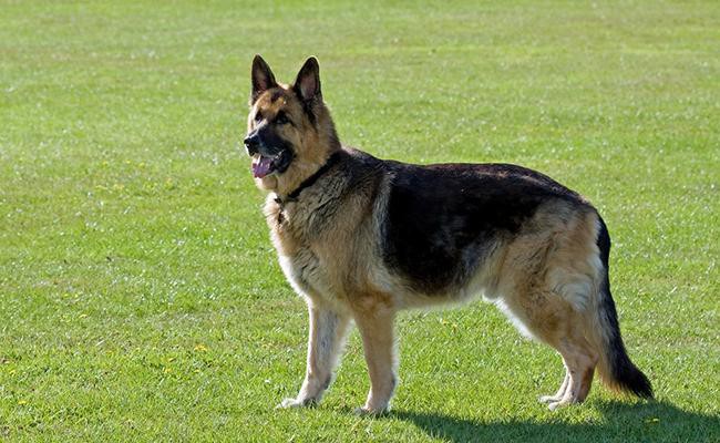 german-shepherds-guide-dogs