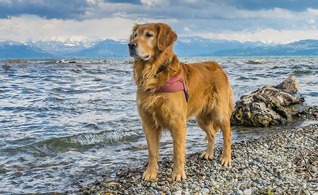 golden-retrievers-guide-dogs