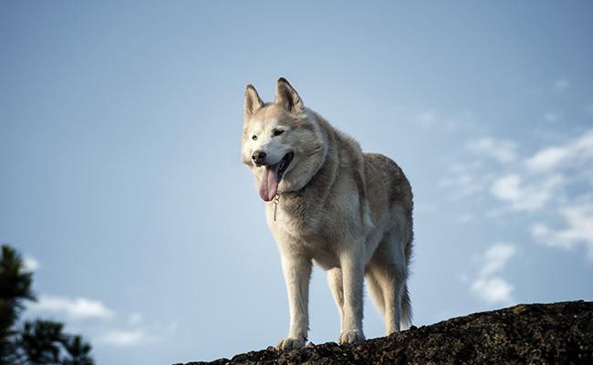 siberian-husky-guide-dogs