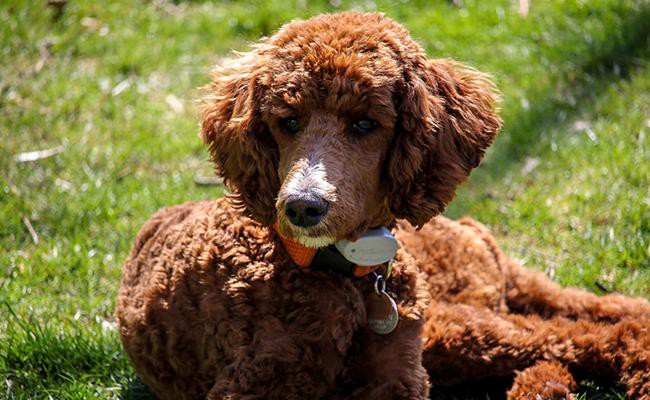 standard-poodles-guide-dogs