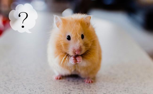 how-to-choose-a-hamster