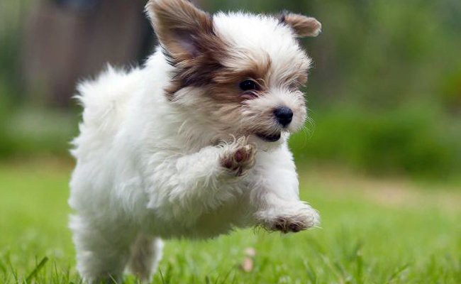 facts about havanese