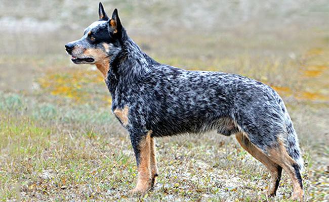 best herding breeds